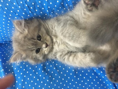 Şeker pare british longhair
