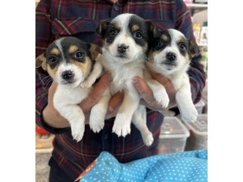Küçük ırk kisa bacak maskeli̇ jack russel yavrular