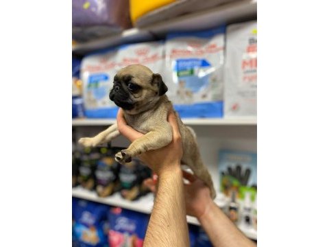  saf kan pug mops yavrular 