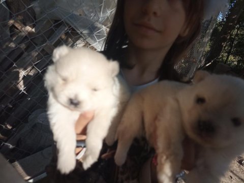 Uygun fiyat kaliteli pomeranian yavru