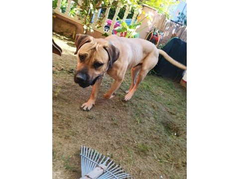 Presa canario bakamıyorum hastalıklar var o yüzden veriyorum