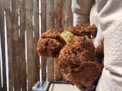 Maşallah demeden geçmeyin poodle
