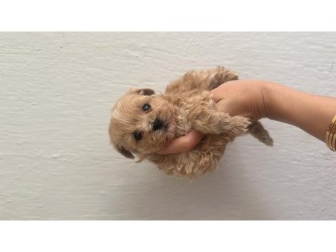 A kalite maltipoo