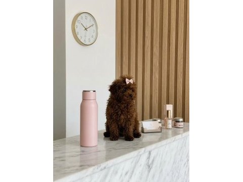 Teacup kore hatlı dişi poodle pasaportlu ve çipli