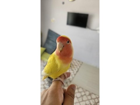 Bakımlı şeftali yüzlü ve gül başlı sevda papağanı