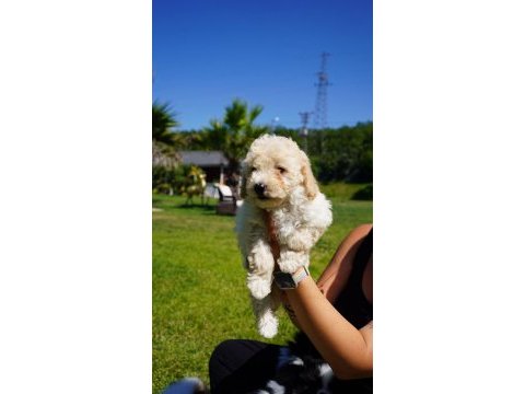 Akıllı ve tüy dökmeyen karakteriyle maltipoo yavrusu