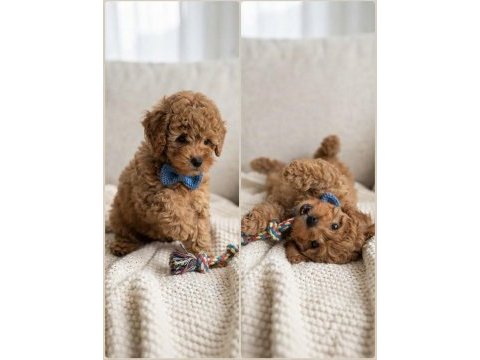 Safkan toy poodle köpeği