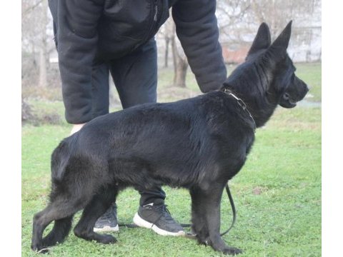 Secereli show line kan hattına sahip alman çoban köpeği