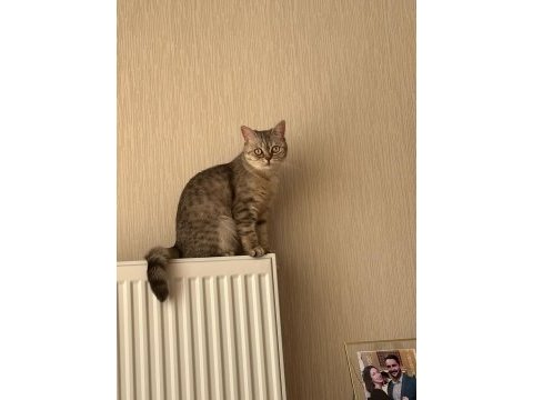 British shorthair ankara ve çevresi ücretsiz sahiplendirme