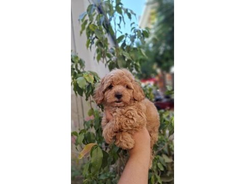 Maltipoo yavrularımız ırk ve sağlık garantili