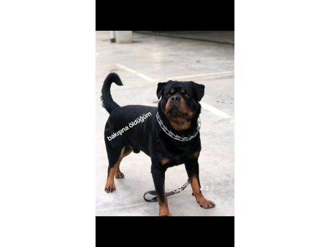 Macar koca kafa rottweiler