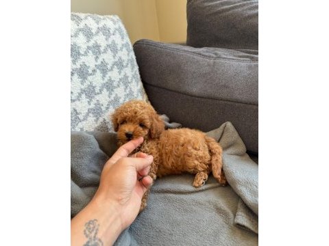 Kilo garantili toy poodle yavrularımız