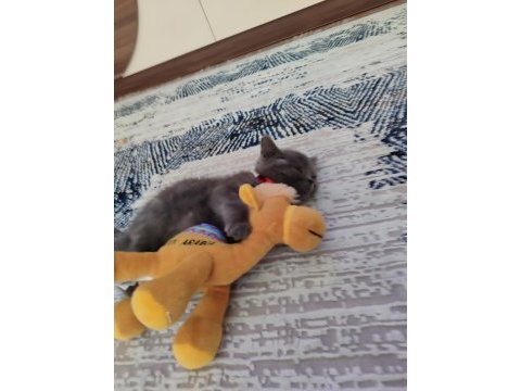2 aylık erkek british shorthair
