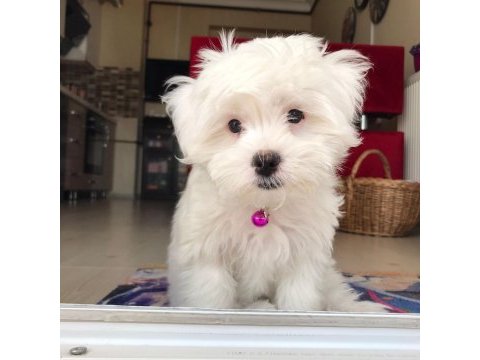 Orjinal maltese yavrular