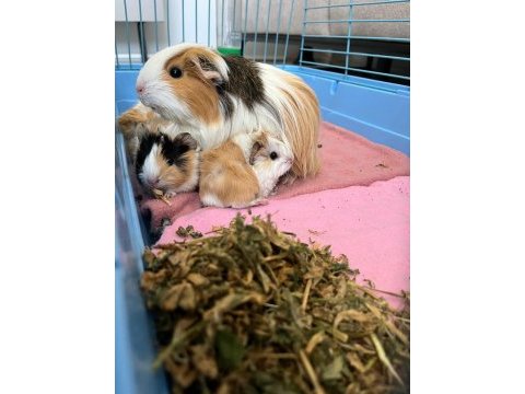 Guinea pig yavrularımızı sahiplendirme