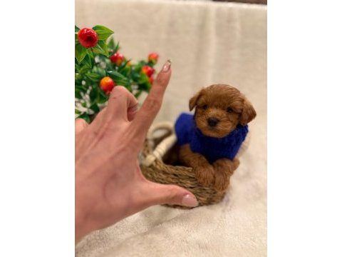 Aşılı maltipoo yavrularda kampanya