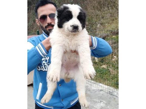 Dikkat çeken alabay yavruları