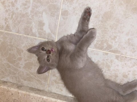 Son yavru erkek british shorthair