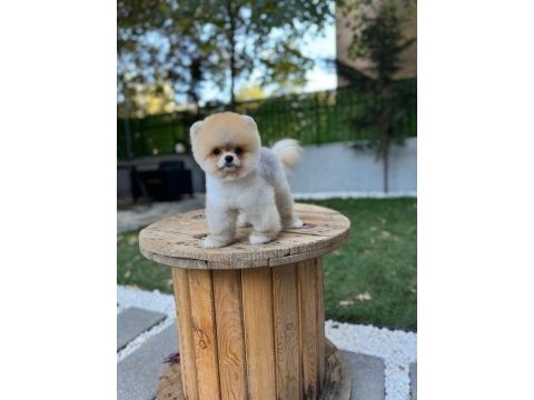 Göz kamaştıran kar beyaz ayı surat pomeranian minnoşlar