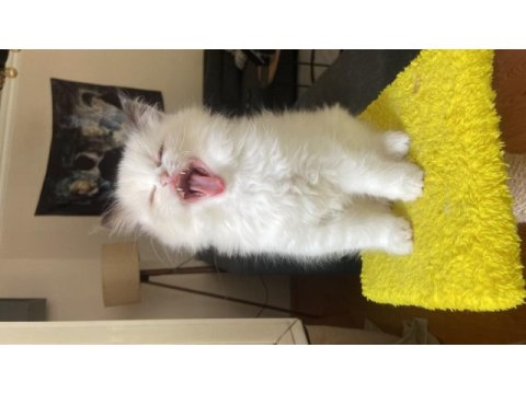 Mükemmel ragdoll yavrular