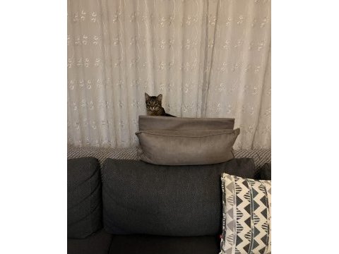 Tekir kedimiz nemo için aile arıyoruz