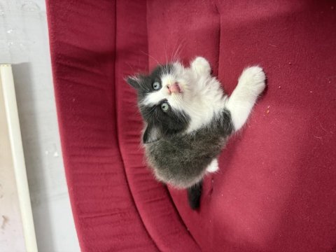 British longhair bicolor sevimli yavrular