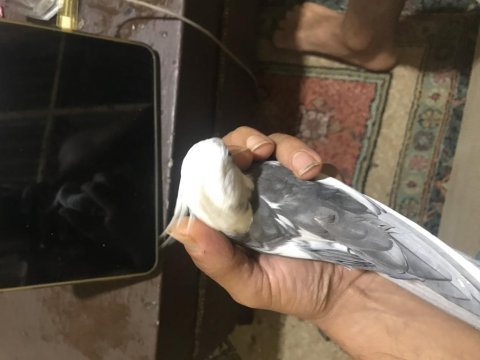 White face erkek dişi sultan papağ video resim vardır