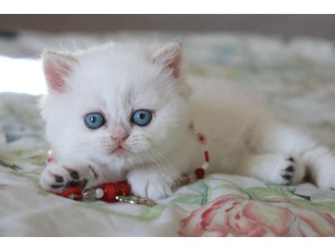 Pamuk gibi silver british shorthair