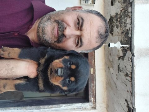 Macar koca kafa rottweiler yavrumuz