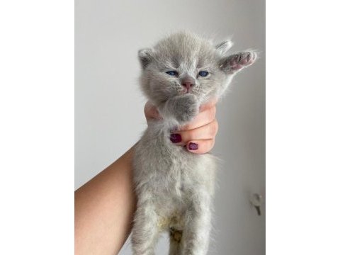 British shorthair yavrular 3 dişi 1 erkek