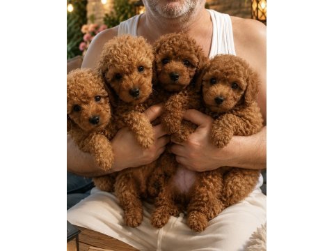 Güzeler güzeli poodle bebekler