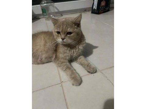 2. yaşında ücretsiz dişi british shorthair acil