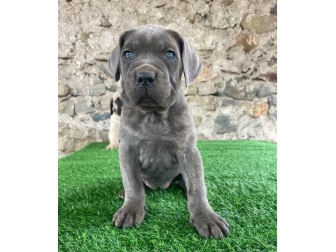 Evinizin neşesi cane corso her yere kapıda öde