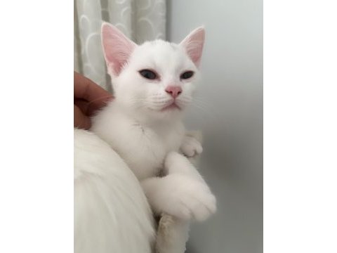 2 beyaz safkan ırk british shorthair dişilerimiz