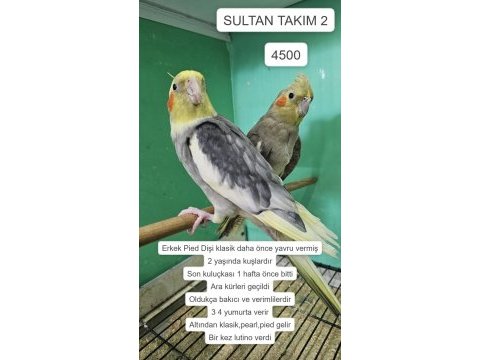 Üretime uygun takım sultan papağanları