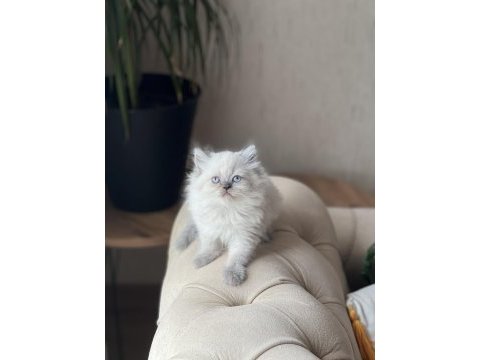 Sevimli surat british longhair blue point