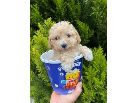 Kore kanı maltipoo yavrularımız