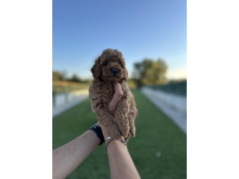Erkek ve dişi dark toy poodle yavrular
