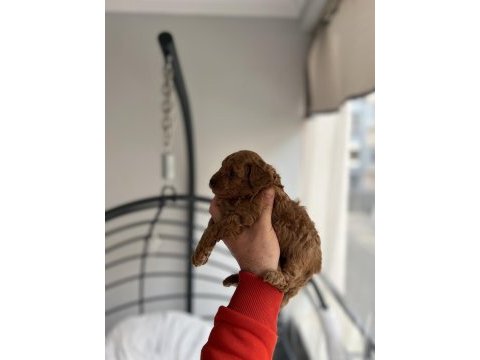 Red toy poodle