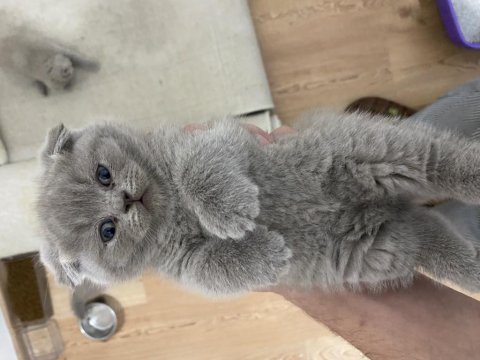 Tatlı surat scottish fold yavrular