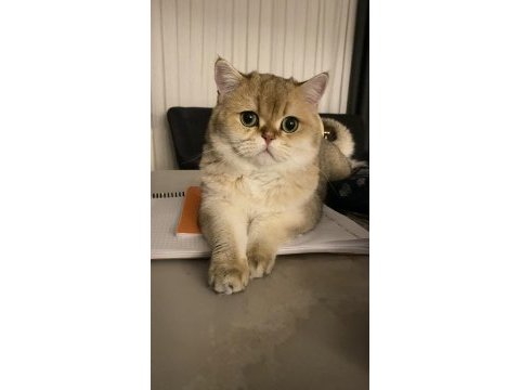 British shorthair golden 2 yaşında