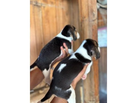 Muhteşem beagle bebişler