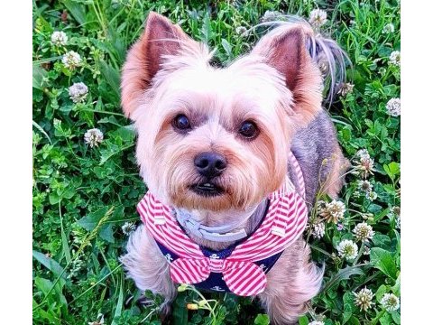 Çok uyguna süs köpeği