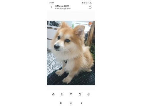 Pomeranian alman spitz karma