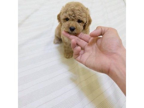 Irk garantili maltipoo yavruları