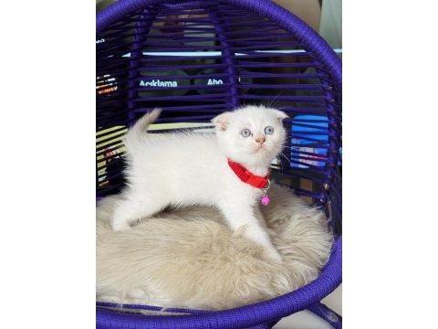 Scottish fold blue point