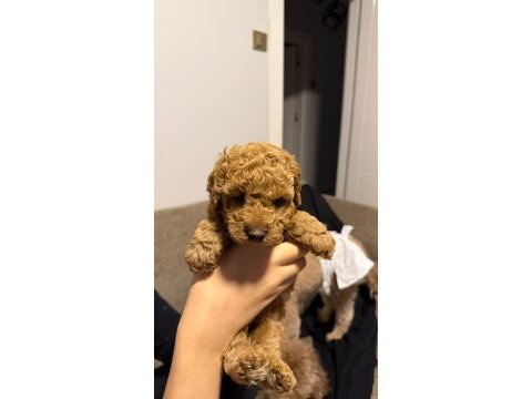 Sevgi dolu poodle yuvalarını arıyorlar