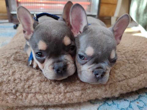 Erkek french bulldog bebek