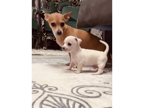 En güzel chihuahua bebek