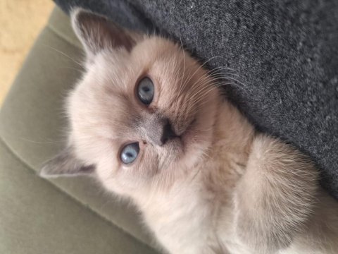 British blue point